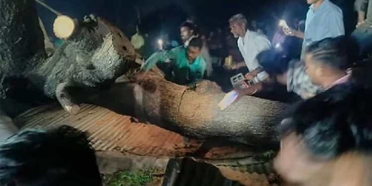 মন্দিরে গাছচাপা পড়ে সাতজনের মৃত্যু