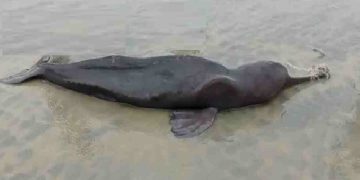 মৃত ডলফিন কুয়াকাটা সৈকতে ভেসে এসেছে