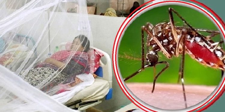 ৫ বছরের মধ্যে এবারই সর্বোচ্চ সংক্রমণ ডেঙ্গুর