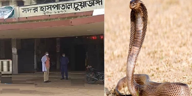 চুয়াডাঙ্গায় সাপের কামড়ে একমাসে আহত-৪৪,মৃত্যু-৪