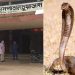 চুয়াডাঙ্গায় সাপের কামড়ে একমাসে আহত-৪৪,মৃত্যু-৪