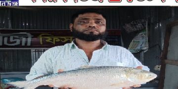 আড়াই কেজির ইলিশ ১৩ হাজারে বিক্রি