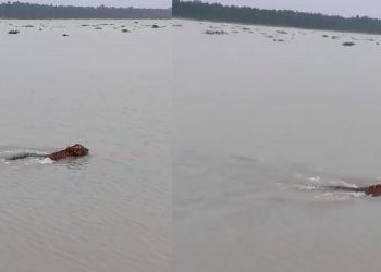 নদী সাতরে বনে গেল বাঘ, দেখলেন দর্শনার্থীরা
