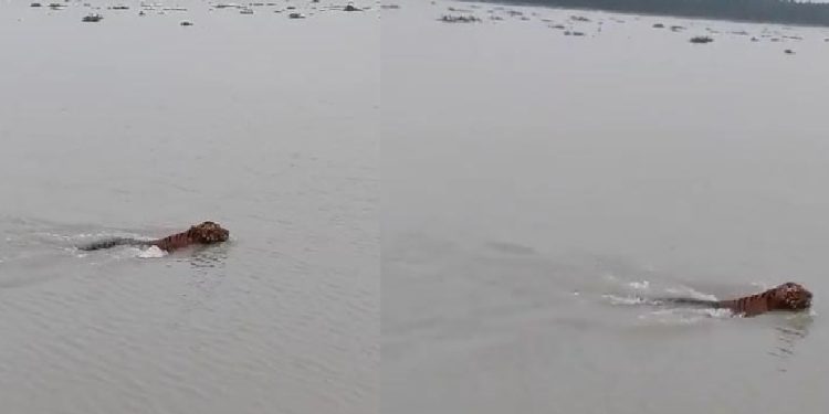 নদী সাতরে বনে গেল বাঘ, দেখলেন দর্শনার্থীরা