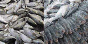 জাটকা’র নিষেধাজ্ঞা থাকা সত্যেও প্রশাসন কে বৃদ্ধাঙ্গুলী দেখিয়ে বাজারে বিক্রি করছে ব্যবসায়ী’রা