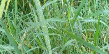 পটুয়াখালীতে কুয়াশা জানান দিচ্ছে শীতের আগমনী বার্তা