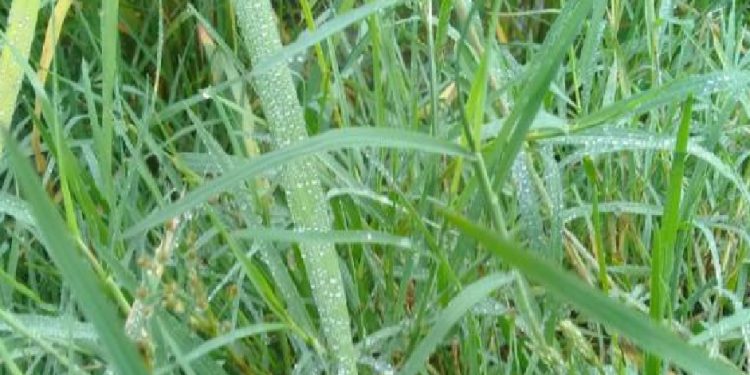 পটুয়াখালীতে কুয়াশা জানান দিচ্ছে শীতের আগমনী বার্তা