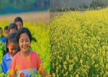 পটুয়াখালীতে সরিষা চাষে বাম্পার ফলন কৃষকের মুখে হাসি