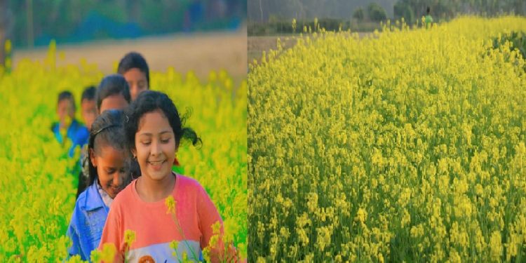 পটুয়াখালীতে সরিষা চাষে বাম্পার ফলন কৃষকের মুখে হাসি