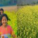 পটুয়াখালীতে সরিষা চাষে বাম্পার ফলন কৃষকের মুখে হাসি