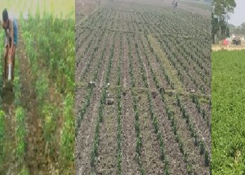 ব্যাপক হারে মরিচ চাষে ব্যস্ত কলাপাড়ায় কৃষকরা