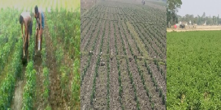 ব্যাপক হারে মরিচ চাষে ব্যস্ত কলাপাড়ায় কৃষকরা