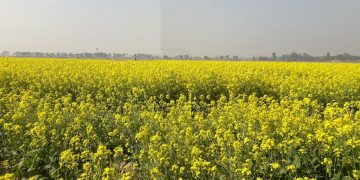 নওগাঁর পত্নীতলায় সরিষার বাম্পার ফলনের সম্ভাবনা