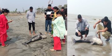 কুয়াকাটা সৈকতে ভেসে আসছে মৃত ৫ফুট লম্বা ইরাবতী ডলফিন
