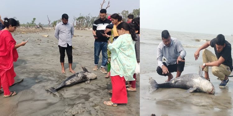 কুয়াকাটা সৈকতে ভেসে আসছে মৃত ৫ফুট লম্বা ইরাবতী ডলফিন