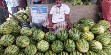 পটুয়াখালীতে রমজান মাসে তরমুজের বাজারে দামের আগুন
