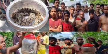 কলাপাড়ায় ধরা পড়লো কিলিংমেশিন খ্যাত ভয়ংকর রাসেলস ভাইপার সাপ
