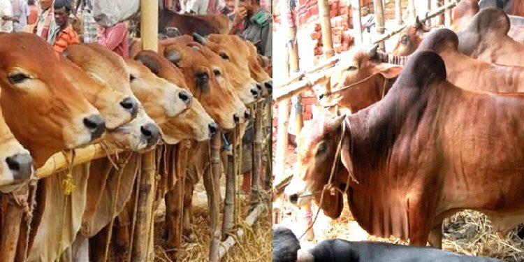 গরুর হাট বসবে না আফতাবনগরে, হাইকোর্টের আদেশ বহাল