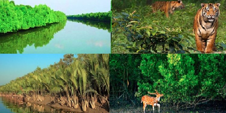 টানা তিন মাসের জন্য বন্ধ হলো সুন্দরবন