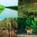 টানা তিন মাসের জন্য বন্ধ হলো সুন্দরবন