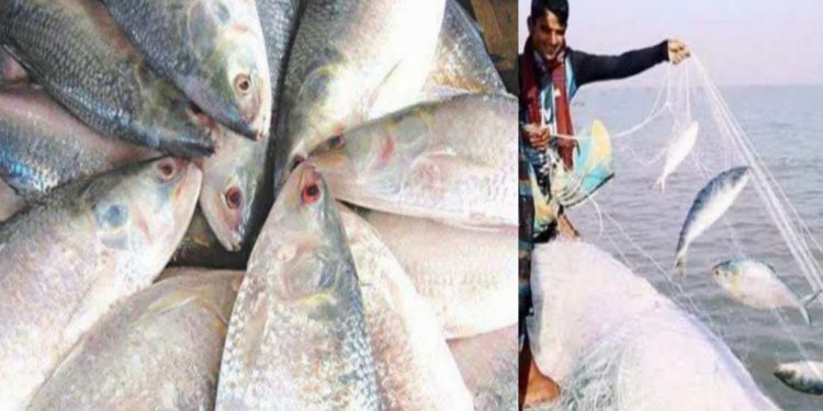 আগামী ১৩ অক্টোবর থেকে ৩ নভেম্বর পর্যন্ত ইলিশ ধরা নিষিদ্ধ