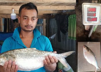 কুয়াকাটায় এক ইলিশ বিক্রি ৬ হাজার ৮৪০ টাকায়
