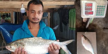 কুয়াকাটায় এক ইলিশ বিক্রি ৬ হাজার ৮৪০ টাকায়