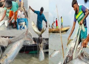 আজ মধ্যরাত থেকে ৩ নভেম্বর পর্যন্ত ইলিশ ধরা বন্ধ