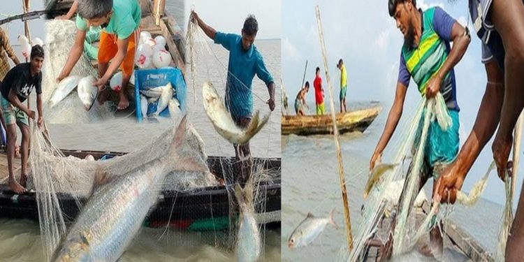 আজ মধ্যরাত থেকে ৩ নভেম্বর পর্যন্ত ইলিশ ধরা বন্ধ