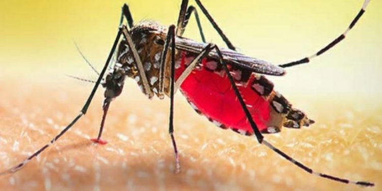 ২৪ ঘণ্টায় ডেঙ্গু আক্রান্ত হয়ে ১০ জনের প্রাণহানি