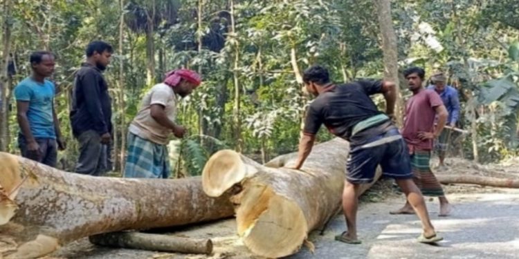 সরকারি গাছ চুরির অভিযোগে আওয়ামী লীগ নেতা সাবেক প্যানেল চেয়ারম্যান মোস্তফা মৃধা আটক