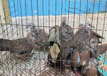 শরীয়তপুরে ৩১ টি বন্যপ্রাণী উদ্ধার ও অবমুক্ত করা হয়েছে