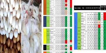 হ্রাস পেল ডিম মুরগির দাম, বাড়লো চালের দাম