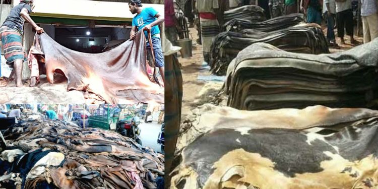 কোরবানির পশুর চামড়ার দাম কম,লোকসানে পড়ার আশঙ্কায় ক্ষুদ্র ব্যবসায়ীরা