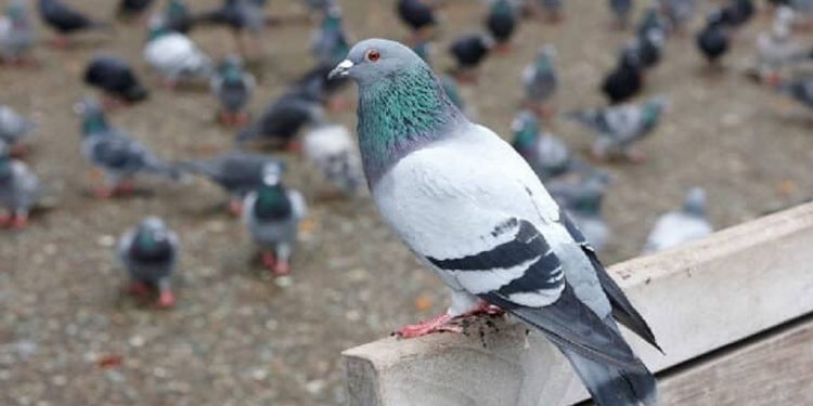 কবুতর চুরির অভিযোগে যুবককে পিটিয়ে হত্যা