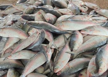 জাটকা ইলিশ ধরায় ৮ মাসের নিষেধাজ্ঞা কার্যকর হলো