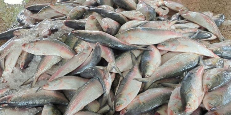 জাটকা ইলিশ ধরায় ৮ মাসের নিষেধাজ্ঞা কার্যকর হলো