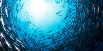 বাংলাদেশের সমুদ্রজলে শনাক্ত ৬৫ নতুন সামুদ্রিক প্রাণী, যার পাঁচটি কেবল এখানেই পাওয়া যায় বলে ধারণা