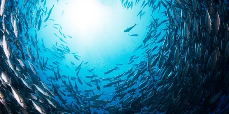 বাংলাদেশের সমুদ্রজলে শনাক্ত ৬৫ নতুন সামুদ্রিক প্রাণী, যার পাঁচটি কেবল এখানেই পাওয়া যায় বলে ধারণা