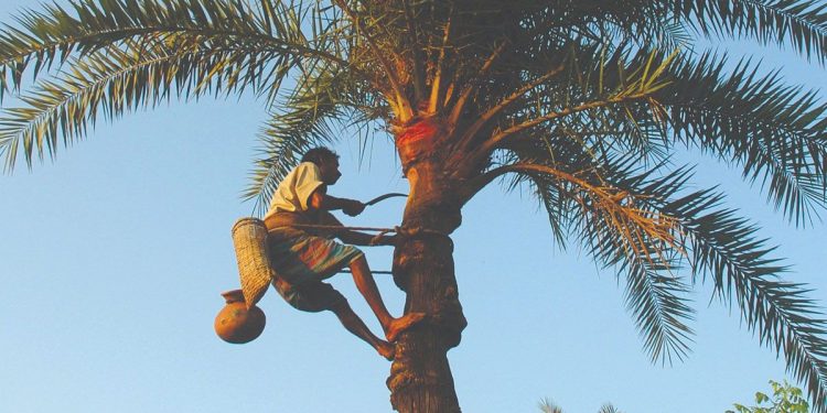 নিপাহ ভাইরাসের মরণকামড়, মৃত্যুহার পৌঁছেছে শতভাগ