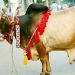 দেশের বিভিন্ন এলাকায় ঈদের দ্বিতীয় দিনেও চলছে পশু কোরবানি