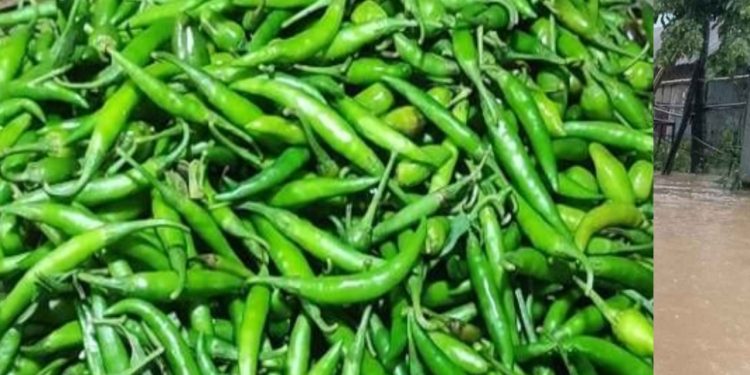 দাম কমলো কাঁচা মরিচের